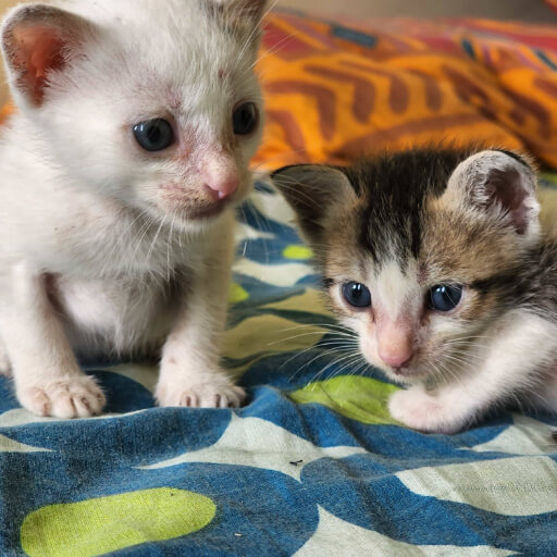 Adoption: The initial adoption of Milky and Blanky into the household.