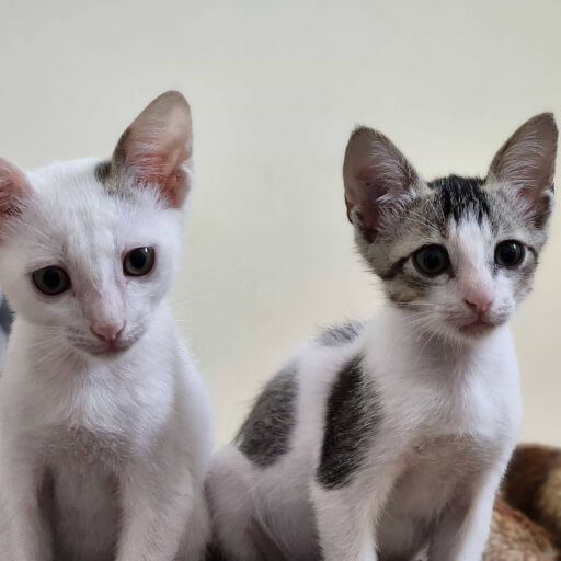 Development: Documenting their early growth and adjustment to the new environment.