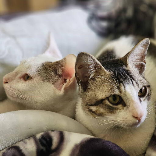 Companionship: Establishing a strong, inseparable bond during their developmental stages.