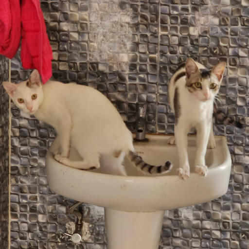 Curiosity: Displaying natural feline curiosity while exploring household fixtures.