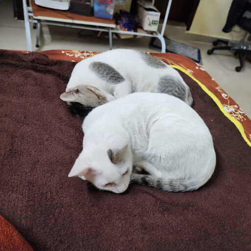 Recovery: Resting and recovering together after surviving an unexpected fall from the fifth floor.