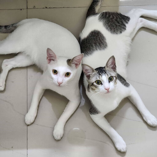 Maturity: Reaching full maturity as healthy, resilient companions.