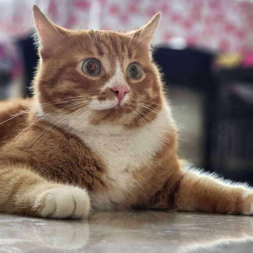 A Distant Arrival: Introducing Captain, a ginger cat from Russia, navigating the initial apprehension and wide-eyed wonder of a new environment.