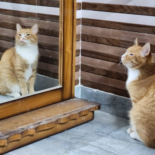 Cautious Steps: Captain cautiously familiarising himself with his surroundings as early fears gently yield to curiosity.