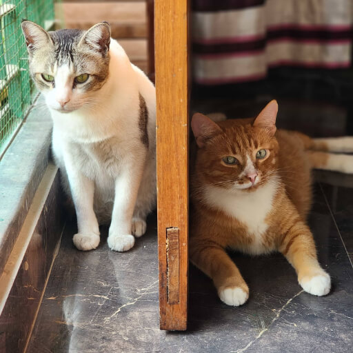 Mutual Acceptance: Kombol and Captain tentatively sharing space, marking the quiet beginning of their peaceful coexistence.