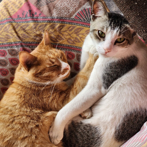 A Close Friendship: Their initial boundaries melting away into a deeply affectionate and comforting companionship.