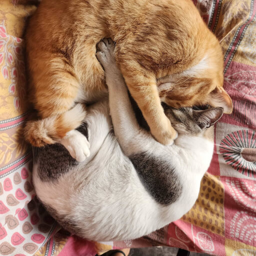 Enduring Warmth: A full year onward, the pair remain utterly inseparable, still sharing warm embraces whilst lazily lounging upon the verandah.